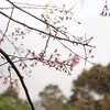 nguynbnhminh159
