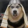 gooofy_dog555