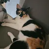 mirela.dajko8