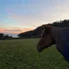 riversideponies