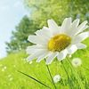 samia.ibrahim85