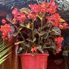 la.diva120