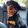 lunatheprettyrottie