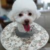 chichipoodle