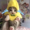 nguyendankimcat.14
