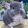 cleamaebigno
