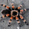 brachypelma_annitha