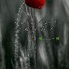 ayazaliqurishe285