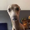 peoo608
