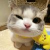 miawshioo