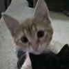 spic0pubg