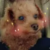 mococo0806