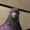 doodoodirb