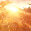 sunshine222214