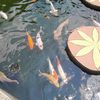 onefish05_
