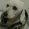 salvador.alfredo2