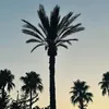 _leoant