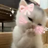 st4rluvcat