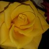 yorcy443