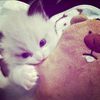 pyzzy_0o