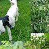 calandrafarm