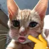 _tnna10