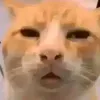maagicsarap1