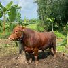 Lembu desa