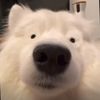 caobao_o