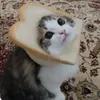 kot_v_xlebe12