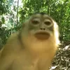 baszottmonke