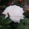 h006f