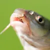 fishats38