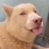 vovoedogsimba