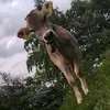 lutsch81