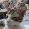 robmeow
