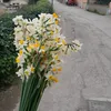 veronicaracotia