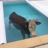 cow_in_the_pool