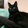 fedelame2
