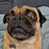 iampugdog