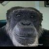 lilozzie8