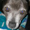 skyismydog2