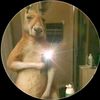 cangurho_brasilheiro