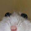 sof_1296