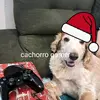 cachorrogamer6