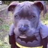 secretly_batman2.0