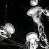 galax_toxic_dw