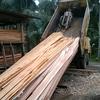 jual_beli_kayu_kampung