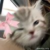 nezuko._.ch4n_.5