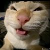 fangfed4